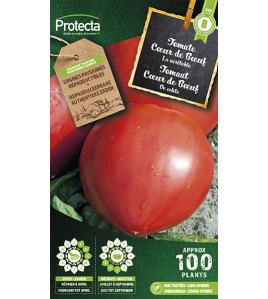 TOMAAT C&#339;UR DE B&#339;UF