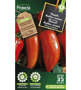 TOMAAT &quot;ANDINE CORNUE&quot;