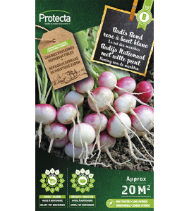 RADIJS RONDE MET WITTE PUNT