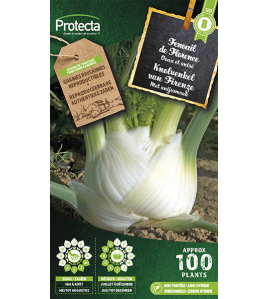 KNOLVENKEL ZACHTE VAN FIRENZE