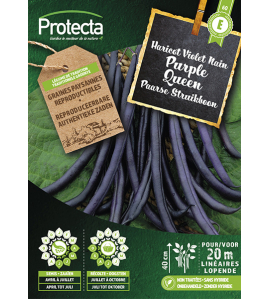 STRUIKBOON PURPLE QUEEN