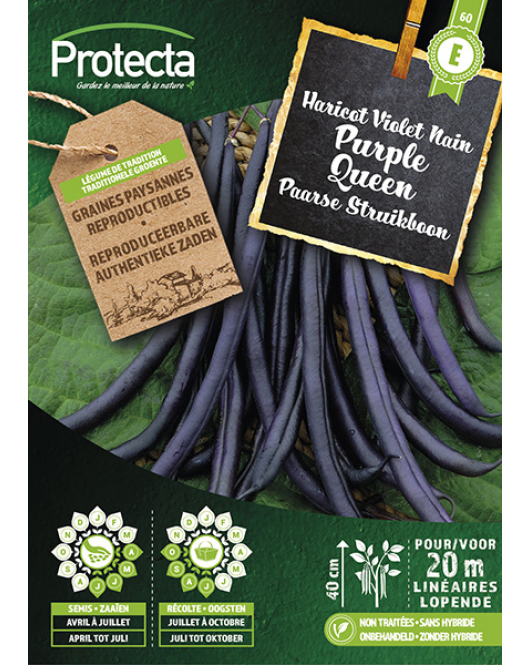 STRUIKBOON PURPLE QUEEN