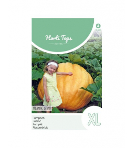 HT POMPOENEN ATLANTIC GIANT