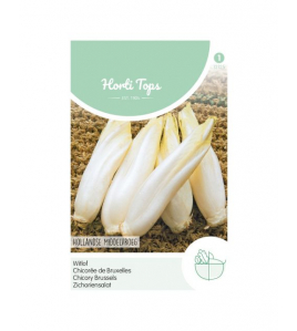 HT BRUSSELS WITLOF HOLLANDSE MIDDELVROEG