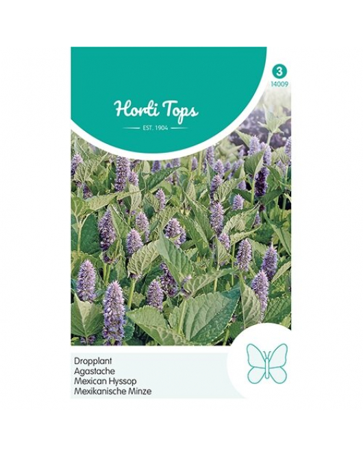 HT AGASTACHE, DROPPLANT (MEXICANA)