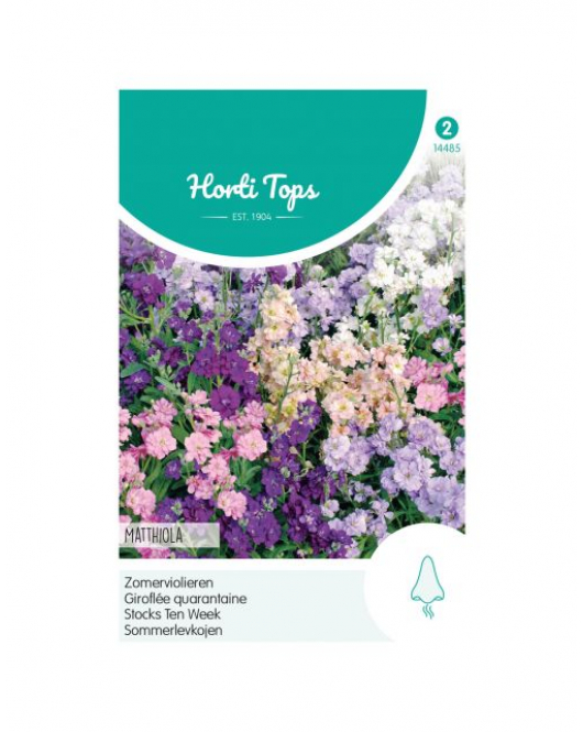 HT MATTHIOLA, ZOMERVIOLIER GEMENGD