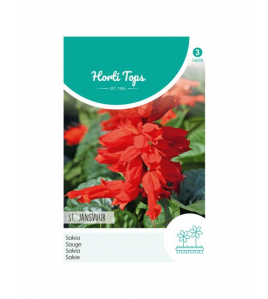 HT SALVIA, VUURSALIE ST. JANSVUUR HT SALVIA, VUURSALIE ST. JANSVUUR
