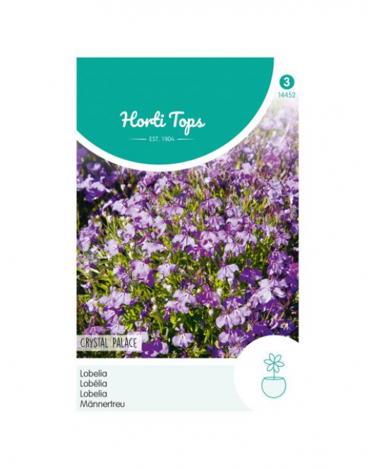 HT LOBELIA CRYSTAL PALACE
