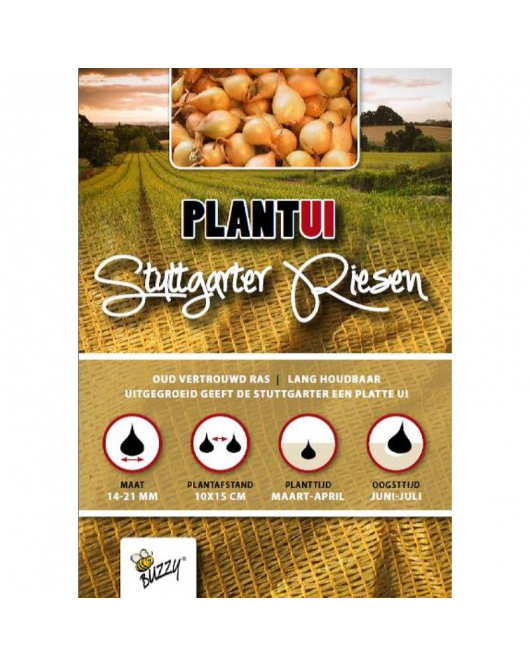 PLANTUIEN STUTTGARTER RIESEN 100G (40)