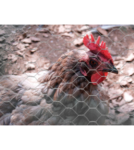 ZESKANTGAAS AVIGAL 13X0.7 150 CM X 25 M