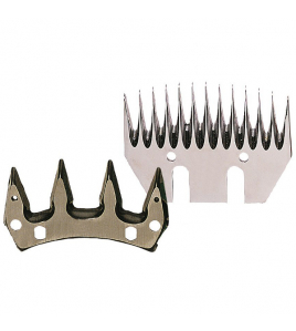 MESSENSET FARM CLIPPER SCHAAP (4/13TDS)