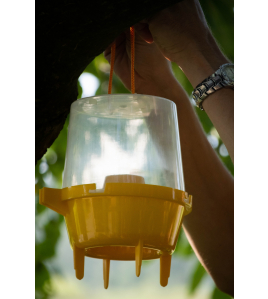 KNOCK PEST WESPENVAL 1 ST