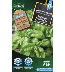 BASILICUM GROOTBLADIGE