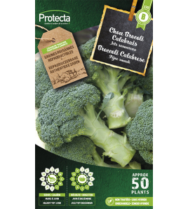 BROCCOLI GROENE CALABRESE