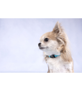 HALSBAND ZIGGI TURQUOISE L 45-65CM 25MM