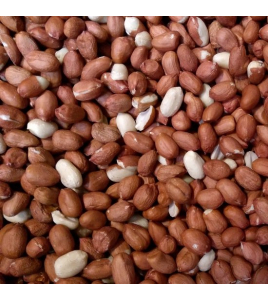 VERSELE-LAGA AARDNOOTJES GEPELD GROOT 25 KG