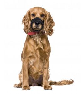 MUILBAND TEDDIE GAAS ZWART S NEK 33-49CM / NEUS 19-22CM