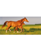 ESTATE®WIRE CRAPAL2 110 X 12 X 7.5 50 M