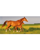 ESTATE®WIRE CRAPAL2 90 X 10 X 7.5 50 M