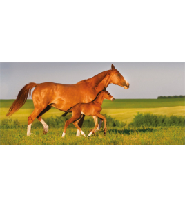 ESTATE®WIRE CRAPAL2 90 X 10 X 7.5 50 M ESTATE®WIRE CRAPAL2 90 X 10 X 7.5 50 M