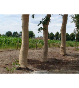 JUTE OP ROL 100MTX50CM JUTE OP ROL 100MTX50CM