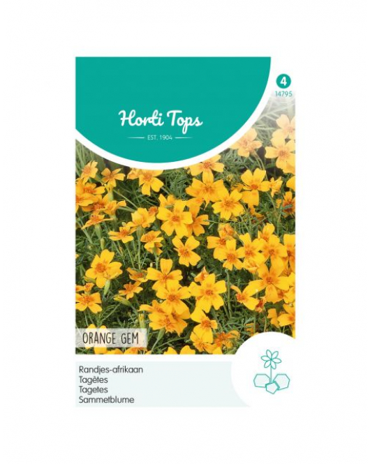 HT TAGETES, RANDJES-AFRIKAAN ORANGE