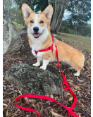 HOND LOOPLIJN ZIGGI ROOD 3M 20MM
