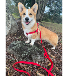 HOND LOOPLIJN ZIGGI ROOD 3M 20MM