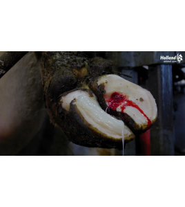 EXCELLENT EASY2DO GLUE 200 ML