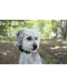 HOND HALSBAND ZIGGI DONKERGROEN XXS 15-25CM 10MM