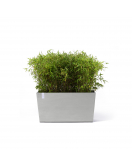 PARIS WHEELS 100 WHITE GREY PARIS WHEELS 100 WHITE GREY