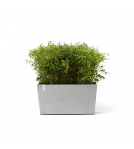 PARIS WHEELS 100 WHITE GREY PARIS WHEELS 100 WHITE GREY