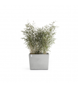 PARIS WHEELS 85 WHITE GREY PARIS WHEELS 85 WHITE GREY