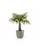 OSLO 55 TAUPE OSLO 55 TAUPE