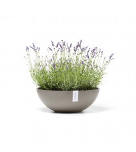 VIENNA 50 TAUPE VIENNA 50 TAUPE