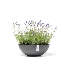 VIENNA 50 GREY VIENNA 50 GREY