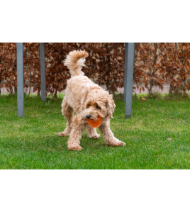 DOG COMETS EXOPLANET EGELBAL L ROZE