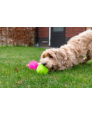 DOG COMETS EXOPLANET EGELBAL L ROZE DOG COMETS EXOPLANET EGELBAL L ROZE