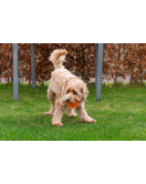 DOG COMETS EXOPLANET EGELBAL M ROZE DOG COMETS EXOPLANET EGELBAL M ROZE