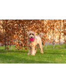 DOG COMETS EXOPLANET EGELBAL M ROZE DOG COMETS EXOPLANET EGELBAL M ROZE