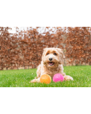 DOG COMETS EXOPLANET EGELBAL S GROEN DOG COMETS EXOPLANET EGELBAL S GROEN