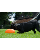 DOG COMETS PAN-STARS ORANJE M DOG COMETS PAN-STARS ORANJE M