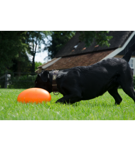 DOG COMETS PAN-STARS ORANJE M