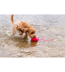 DOG COMETS ALIEN OCTO L ROZE