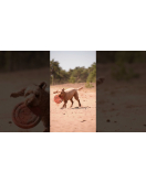 DOG COMETS UFO RING GROEN DOG COMETS UFO RING GROEN