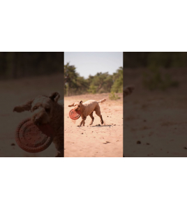 DOG COMETS UFO RING GROEN