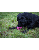 DOG COMETS MOONSTONE TRAKTATIEKUBUS ROZE DOG COMETS MOONSTONE TRAKTATIEKUBUS ROZE