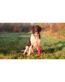 DOG COMETS INVADERS GROEN M DOG COMETS INVADERS GROEN M