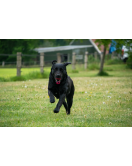 DOG COMETS BLAZAR JET ORANJE DOG COMETS BLAZAR JET ORANJE