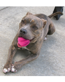 DOG COMETS HALLEY ROZE DOG COMETS HALLEY ROZE